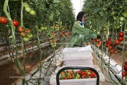 Image du Maroc Professionnelle de  Agriculture moderne au Sahara, Une femme marocaine effectue la cueillette des tomates en grappes sous une serre dans une ferme à Dakhla. Dans cette région la production des tomates en grappes bénéficie d’un climat phénoménalement ensoleillé, tempéré et régulier, Mardi 21 Novembre 2006. Avec l'introduction des cultures sous abris serres, la région de Dakhla est devenue en très peu de temps célèbre pour ces productions de fruits et légumes destinés à l’export. (Photo / Abdeljalil Bounhar) 